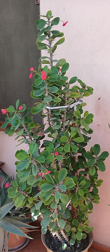 qazon suvarma: Euphorbia milii (Tikanlı Tac) saksı bitkisi - Növ: Euphorbia milii – — 1