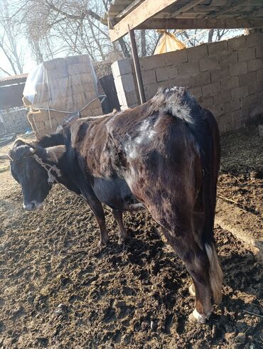 Коровы, быки: Продаю | Корова (самка) | Для разведения | Привязанные — 3