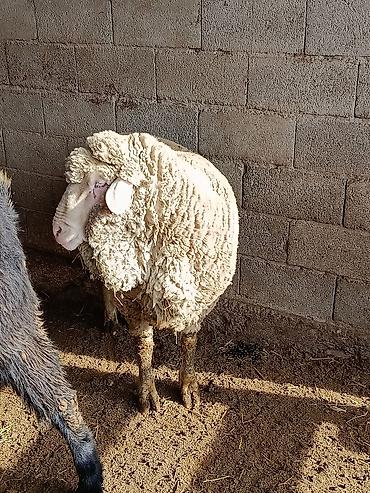 Козы, козлы: Продаю | Козёл (самец) | Для разведения | Осеменитель — 2