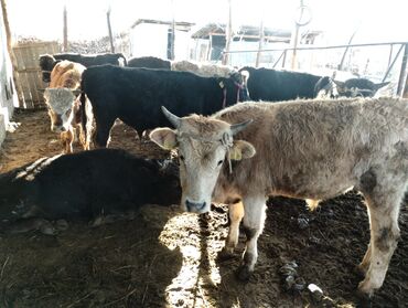 карова дойных: Сатам | Бука (эркек) | Бордоп семиртүү үчүн