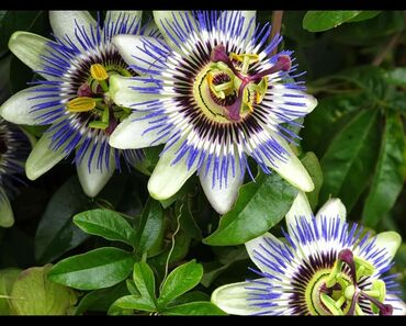 Toxumlar: Həyət gülleri. 90növ çesid var! — 4