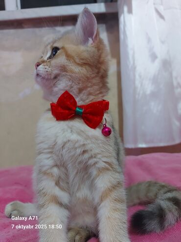 Pişiklər: Dişi, Ödənişli çatdırılma — 5