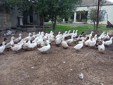bulbul quşu: Pekin ordeyi satılır.5ay 10 gunlukdur.baxmaga şərait olmadığı üçün — 4