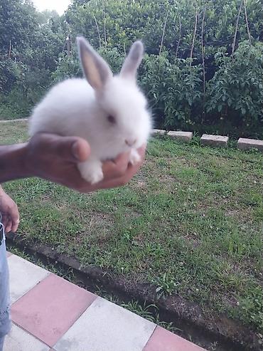 dekorativ dovşan: Salam anqor dekerativ aslanbaş karlik balalari evdə saxlanan dovşan — 2