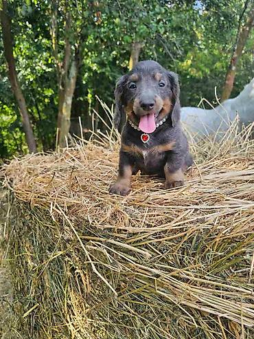 sivi labrador: Dugodlaki Jazavicari spremni za preuzimanje, odgajani uz nadzor — 5