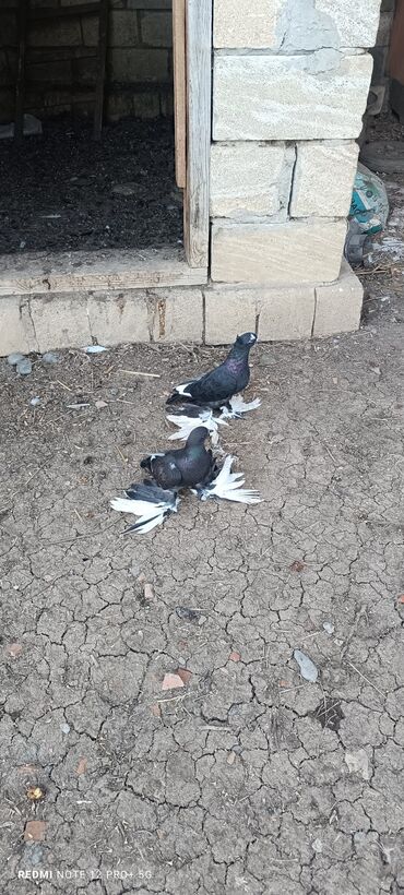 котята в хорошие руки: Salam. tam sağlamdilar biri maya biri erkekdi maya oynaqdi . cütü 30 m
