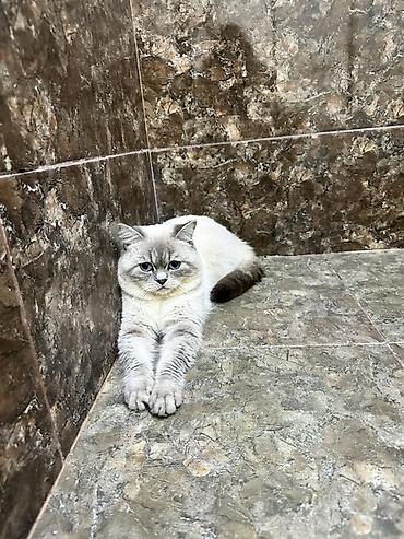 Pişiklər: Britan -da lalafo.az — 1 Pişiklər: Britan — 1