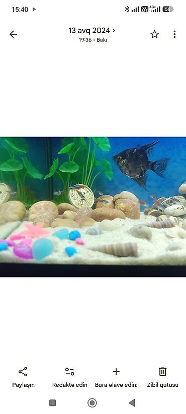 Akvariumlar: Akvarium-şkaf, Boş, 200 l — 4
