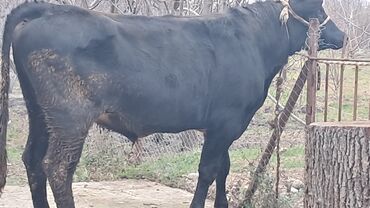 Inəklər, öküzlər: Üç baş ətlik erkək dana satılır təmiz əti 220. 185. 150 . ivanovka — 4