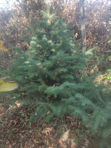 сколько стоит буржуйка: 🌲 Продаются голубые ели 🌲 Количество: 5 штук Высота: 0.6–1 м Цена
