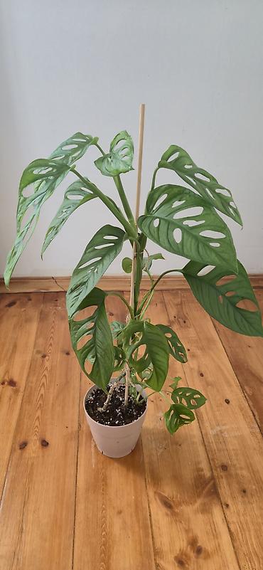 sumuk unu satışı: Monstera adansoni. 2 köklü. Bazar günü metro üstüne çatdırıla biler — 1