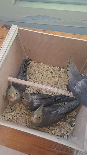 Nimfa (Cockatiel) papağanları – boz rəng çalarlarında, yanaqlarda lalafo.az -da Nimfa (Cockatiel) papağanları – boz rəng çalarlarında, yanaqlarda