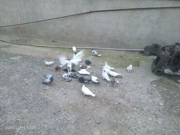 Göyərçinlər: Məhsul: Güvənçinlər (xüsusi uçuş və rəng çeşidləri) Təsvir: - — 4