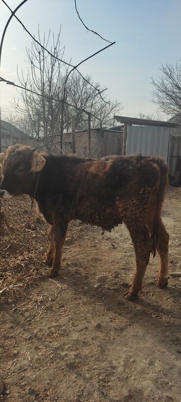 Коровы, быки: Продаю | Бык (самец) | Голштин, Алатауская | На откорм