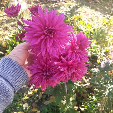 корова молоко литор сколько: Продаю многолетние цветы: Хризантемы - 380 сом 1 куст. Эхинацея - 250