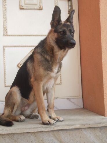1 aylık doberman: Немецкая овчарка, 1 год, Самка, С прививками, Самовывоз