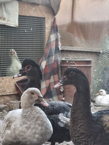 Птицы: Индоутка (Шипуны) Тяжёлая Линия. Тяжёловесы. Окрасы Лаванда — 6