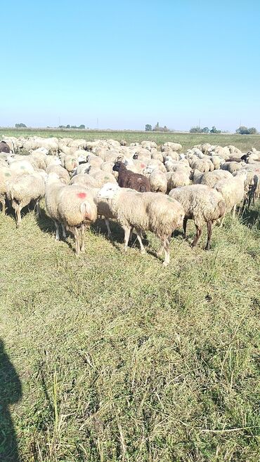 Qoyunlar, qoçlar: Qoyun sürüsü – ət və süd istiqamətli yerli cinslər - Şəkillərdə geniş -da lalafo.az — 19 Qoyunlar, qoçlar: Qoyun sürüsü – ət və süd istiqamətli yerli cinslər - Şəkillərdə geniş — 19