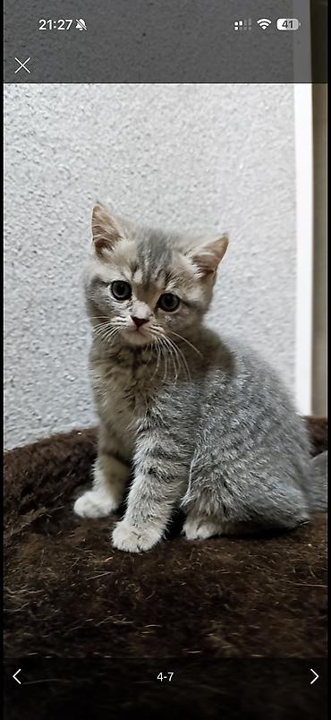 Продажа кошек: Скотиш Фолд (Шотландская вислоухая), 2 месяца, Девочка, Приучена к лотку — 5