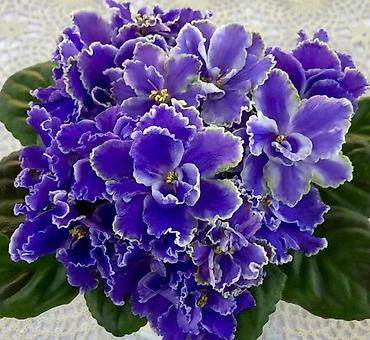 Фиалки и глоксинии: 🌱🌺🌱 Продаю сортовые ДЕТКИ стандартных, трейлерныхмини и полумини — 27