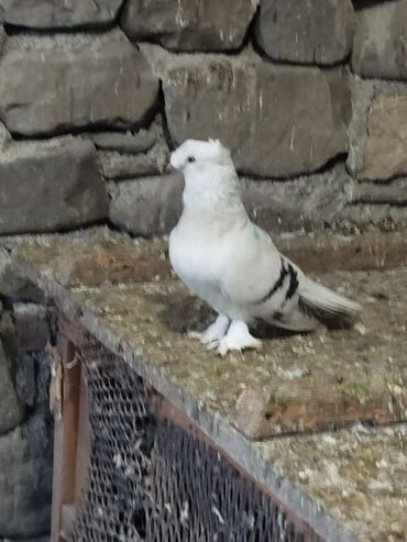 Göyərçinlər: Salam.diqqətlə oxu sonra yaz.hübkariler biri 20 və 30 azn.şişmanlar — 6