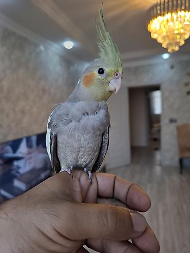 pidbul balasi: Salam. 3 ayliq ter temiz karella balasi. oz qusumun balasidi. tam — 7