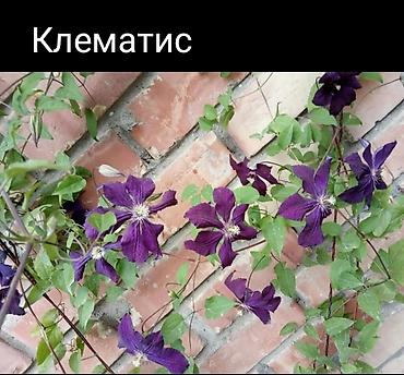 Другие декоративные деревья: Самшиты кусты формированныеесть небольшие 200-400,Виноград Вичи на — 2