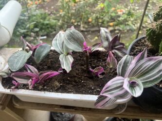 Xalçalar: Xalça -da lalafo.az — 34 Xalçalar: Xalça — 34