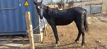 Продаю | Кобыла (самка) | Для разведения at lalafo.kg Продаю | Кобыла (самка) | Для разведения