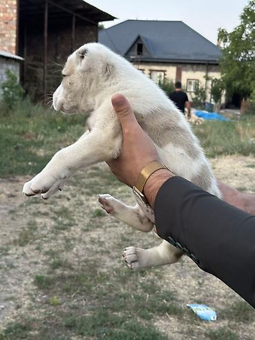 Продажа собак: Алабай, 1 месяц, Самец — 10