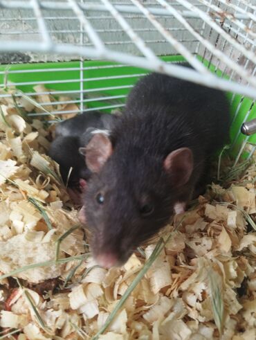 зоомагазин крысы: Продаю крысят есть малыши им 3 недели и есть по старше