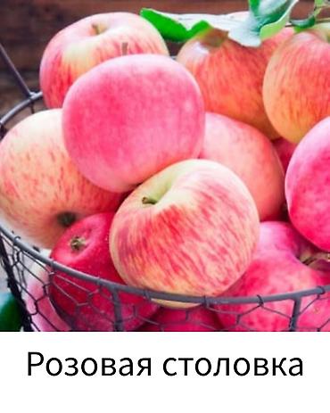 Другие фруктовые и ягодные растения: Саженцы плодовых культур (разные сорта) оптом и в розницу. Успейте — 20