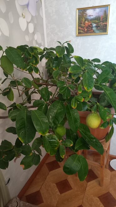 лимоны оптом: Плодоносящий комнатный лимон в горшке.Лимон сорта