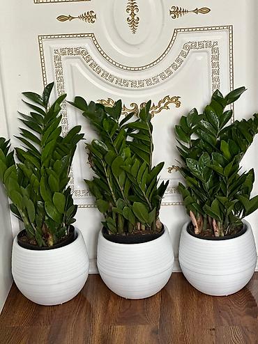 Бөлмө өсүмдүктөрү: Пахира 
Рость:1м 80см
Цена:5500 — 3