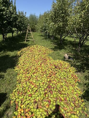 Груши: Груши В розницу, Самовывоз — 3