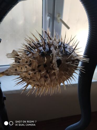Digər ev dekoru: Рыба -еж рыба-шар чучело в наличии 2 шт — 3