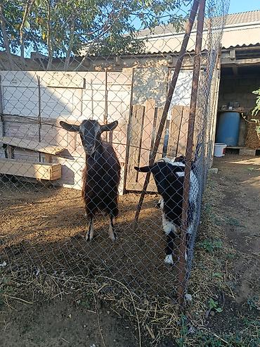 sud veren keci: Salam Aleykum 2doğardı.Butulka məmədi — 1