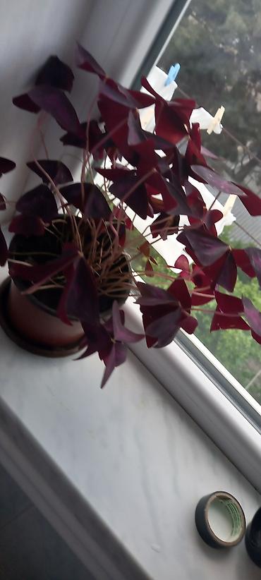 Otaq bitkiləri: Otaq bitkiləri kolleksiyası - Qırmızı-sümbül yarpaqlı oxalis (Oxalis — 1