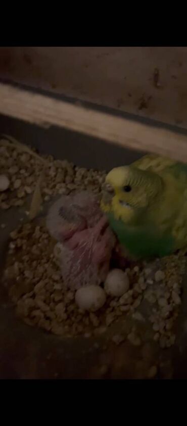 Tutuquşları: Hazır Cutlerdir hamısının altında bala ve yumurtaları var 9qusdur — 9