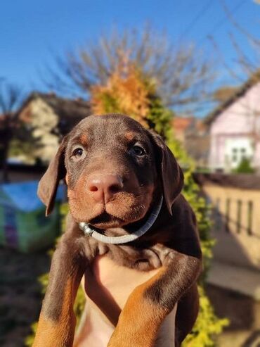 Psi: Na prodaju štenci trenutno u toku rezervacije . Stari 40 dana biće — 2