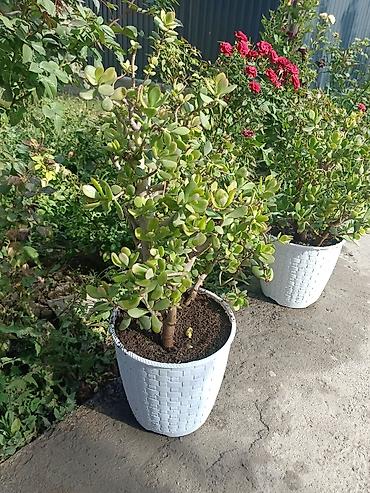 Драцены и Сансевиерии: Продаю комнатные цветы. Цены разные at lalafo.kg — 6 Драцены и Сансевиерии: Продаю комнатные цветы. Цены разные — 6