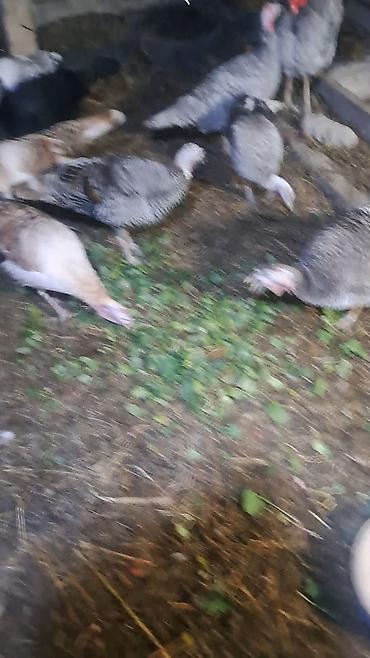 Hinduşkalar: Erkək, Damazlıq — 5