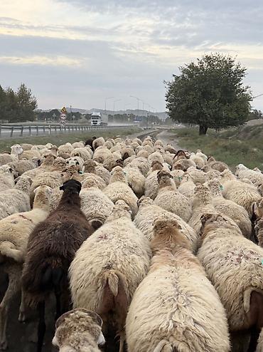 qoyun quyruğu: Dişi, il: 1, Damazlıq — 7