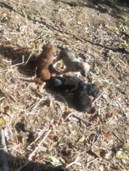 сабака ротвейлер: Алабай, 2 месяца, Самец, С прививкой