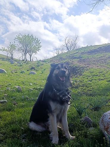 Другие услуги: 🐾 Лапки под присмотром — забота, как для своих.🐾 Я няня для ваших — 18