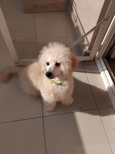 İtlər: Pudel — 8