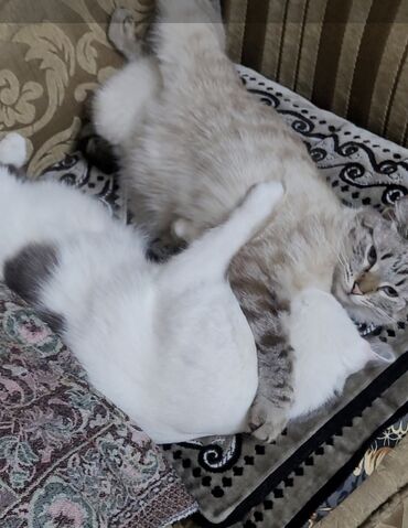 кошки ош: 2 года, Мальчик, Кастрирована