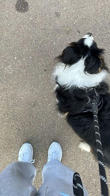 выгул собаки: Выгул вашей собачки, в полной заботе и нежности! 🐶❤️ выгул собак в — 3