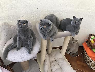 Pişiklər: Şotland, Erkək, Dişi — 7