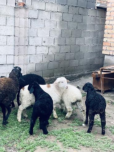 Баран, овца: Продаю | Овца (самка) | Для разведения | Матка — 5